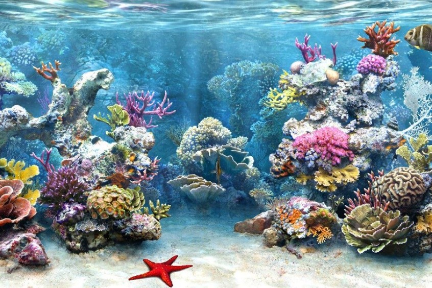 hệ sinh thái san hô