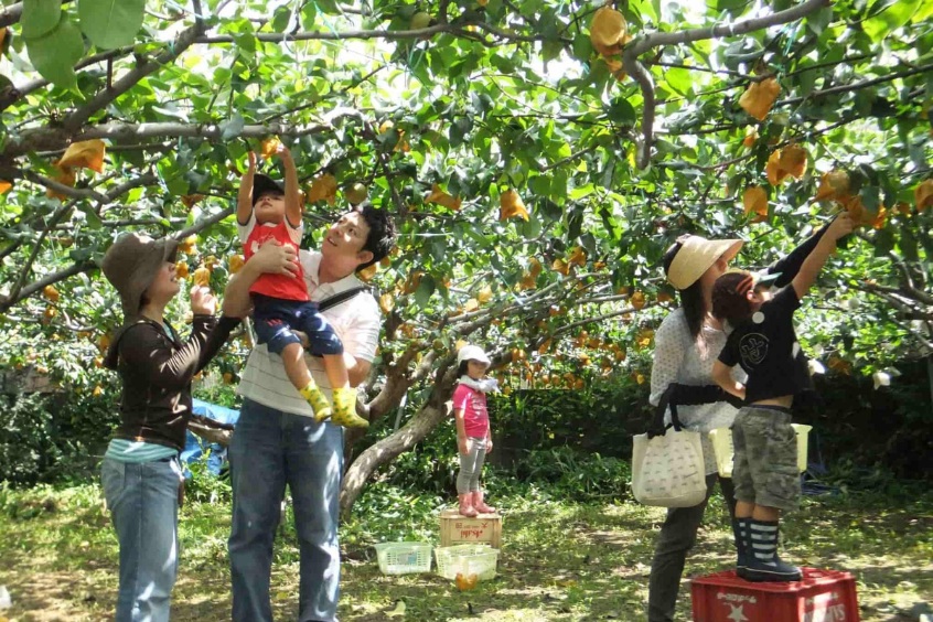 Tham quan vườn cây Lái Thiêu với hơn 120 loại trái cây