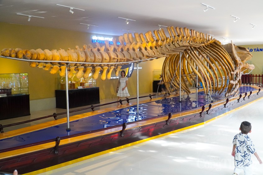 Bộ xương cá voi lưng gù 