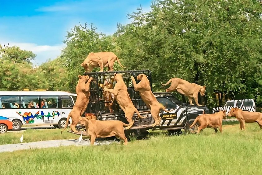 Trải nghiệm quan sát động vật hoang dã trên xe tại Safari World Bangkok