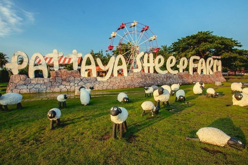 Đàn cừu trắng dễ thương nổi bật giữa thảm cỏ xanh tại Pattaya