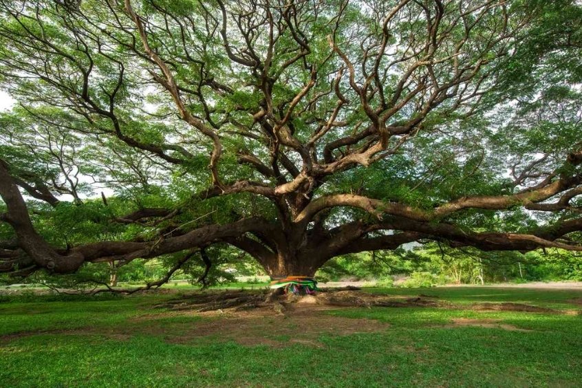 Cây cổ thụ Samanea Saman với tán cây khổng lồ ở Kanchanaburi