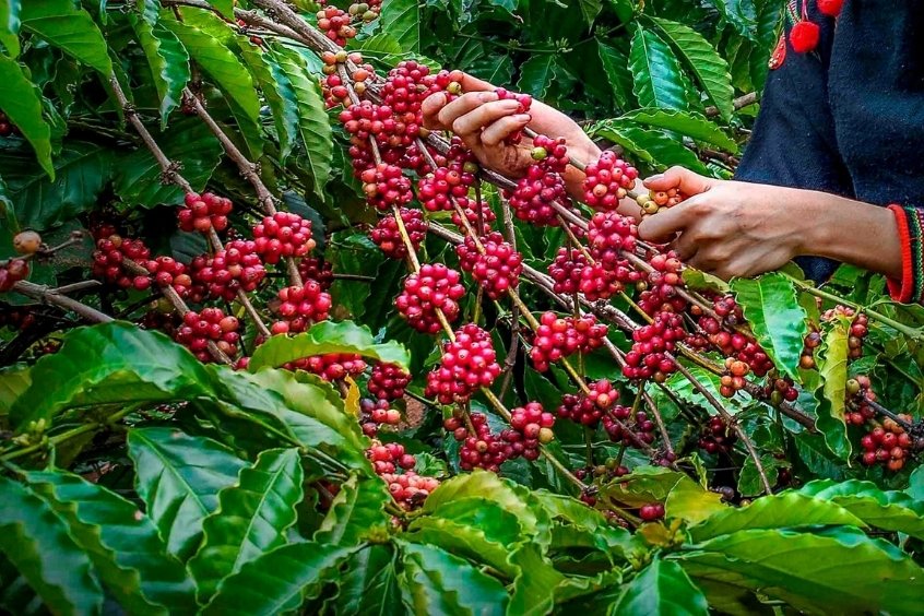 190 Travel mời bạn nhâm nhi cà phê, món ăn đặc sản Đắk Lắk đậm hương vị đại ngàn Tây Nguyên