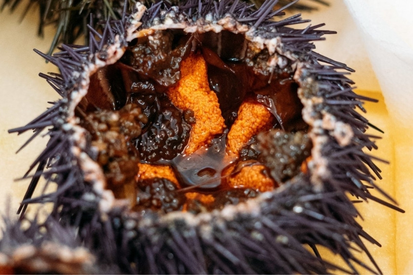 Erizos del Mar - Nhím biển tươi sống đặc sản Santiago de Chile