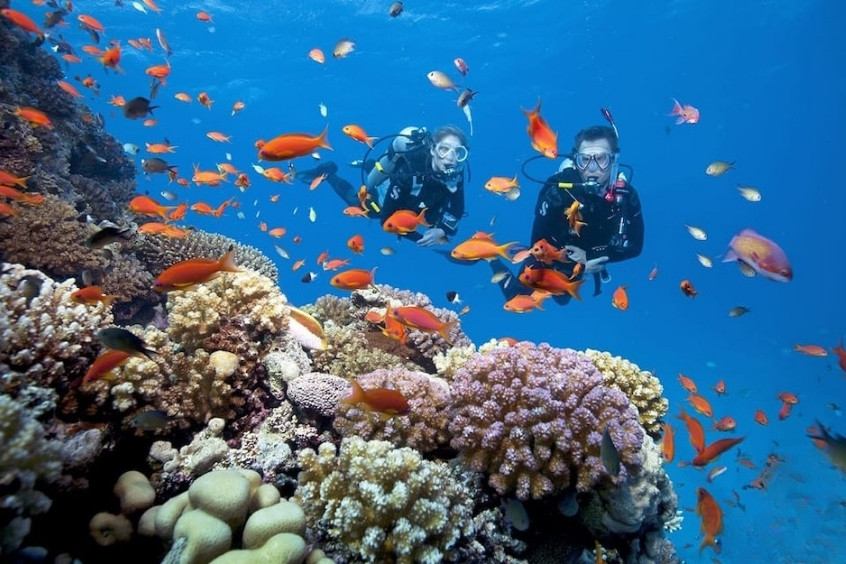Lặn ngắm san hô Cù Lao Chàm