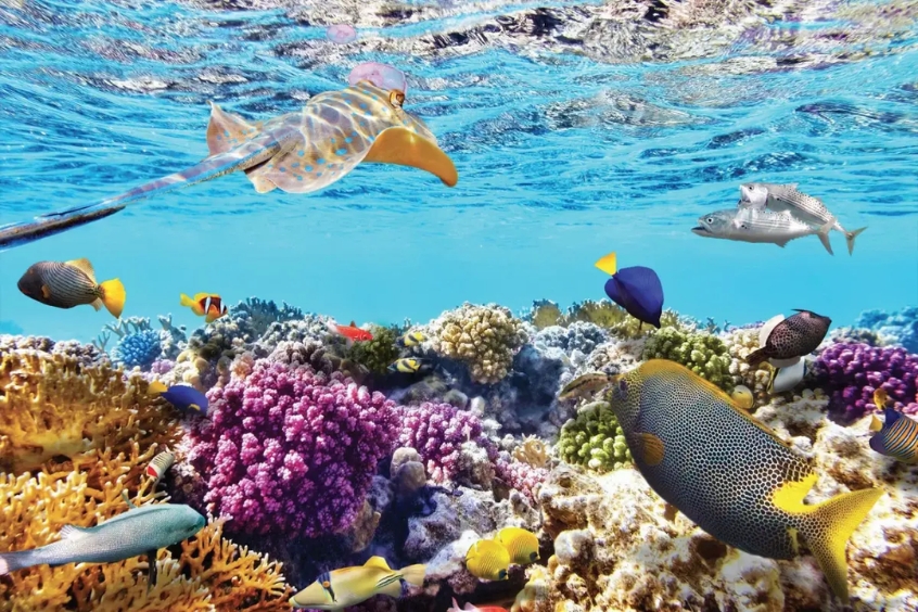 Vịnh San Hô Nha Trang