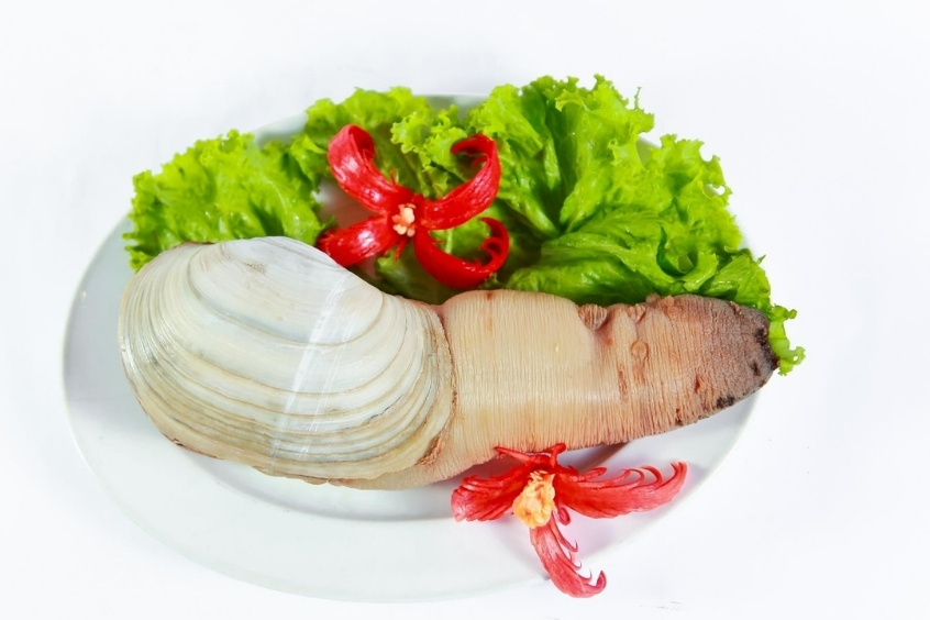 Geoduck hải sản tươi ngon hấp dẫn