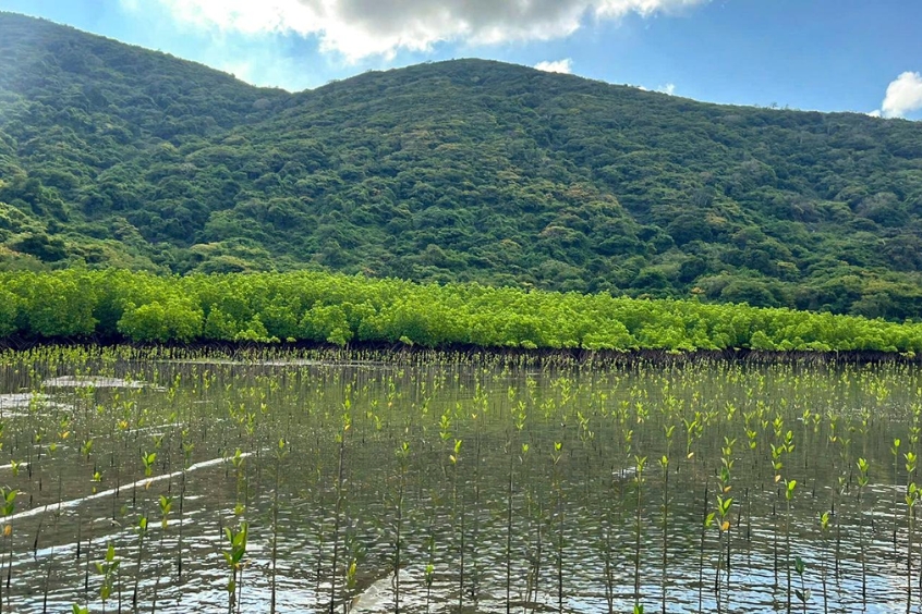 Rừng ngập mặn Long Khánh