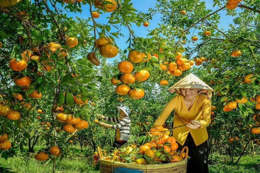 Vườn quýt hồng Lai Vung