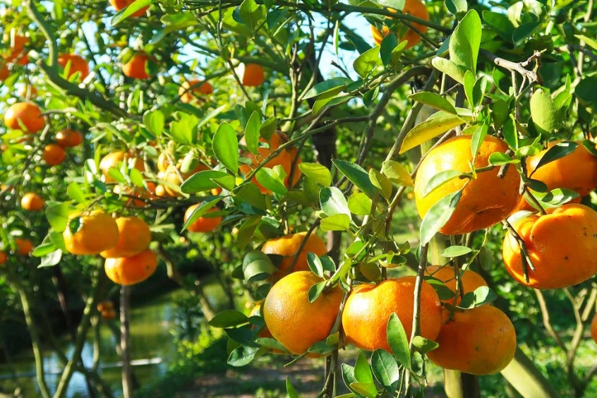 Vườn quýt 9 Hồng