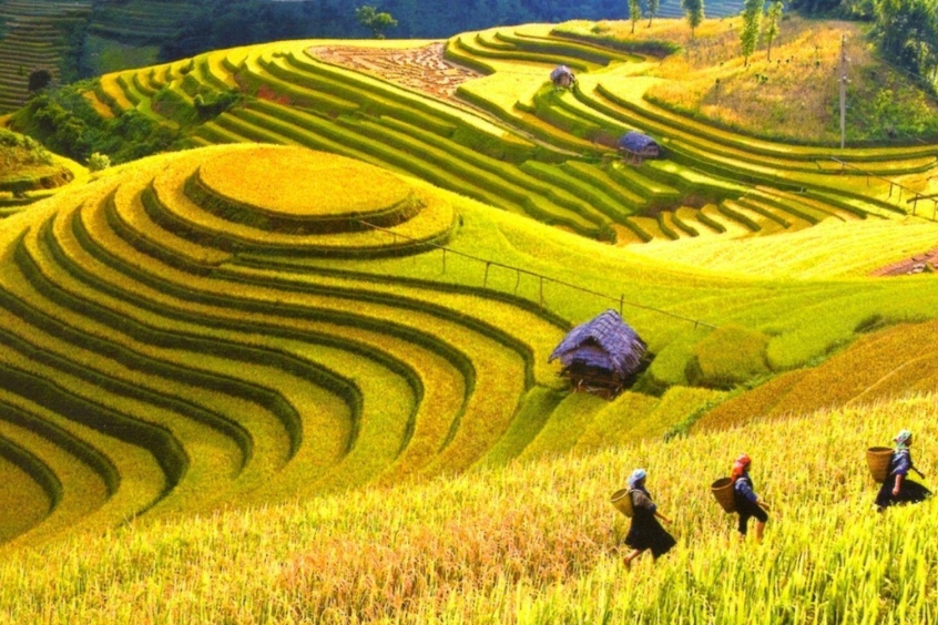 Cánh đồng Mường Than là địa điểm du lịch Lai Châu lý tưởng