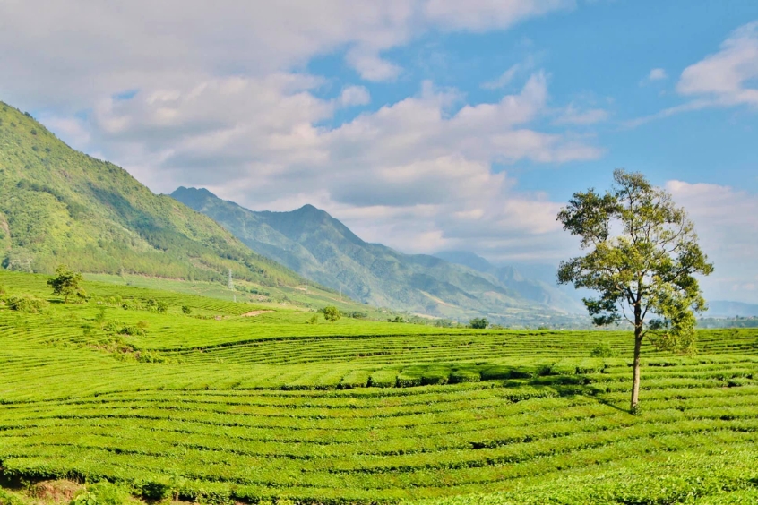 Đồi chè Tân Uyên