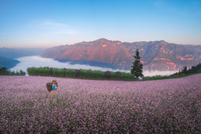 Vườn hoa tam giác mạch Trấn Yên