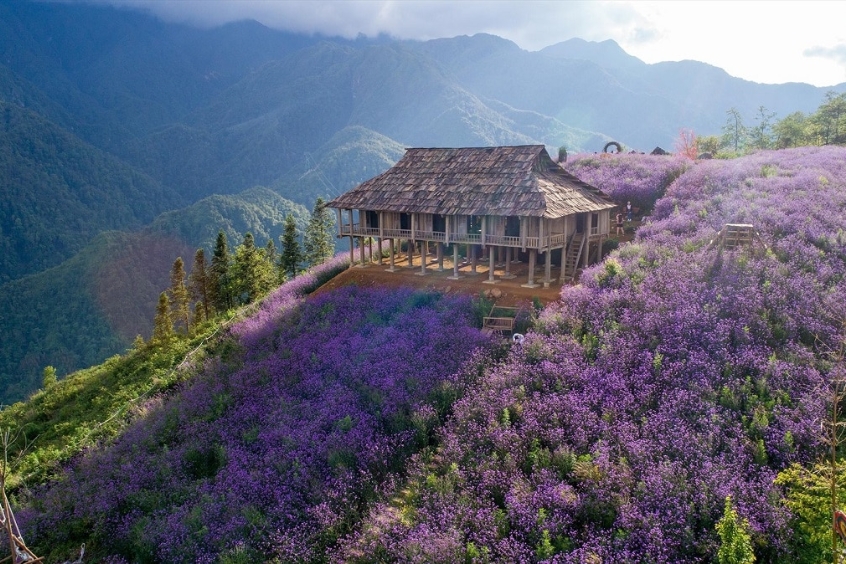 Thung lũng hoa Thải Giàng Phố