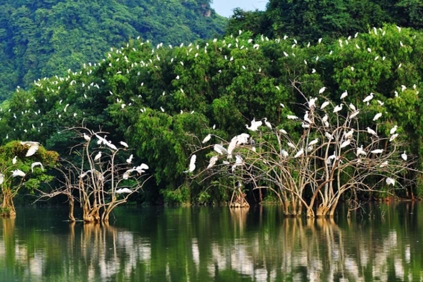 Vườn chim Thung Nham