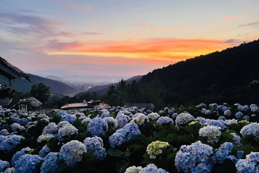 Cao Nguyên Hoa Đà Lạt 