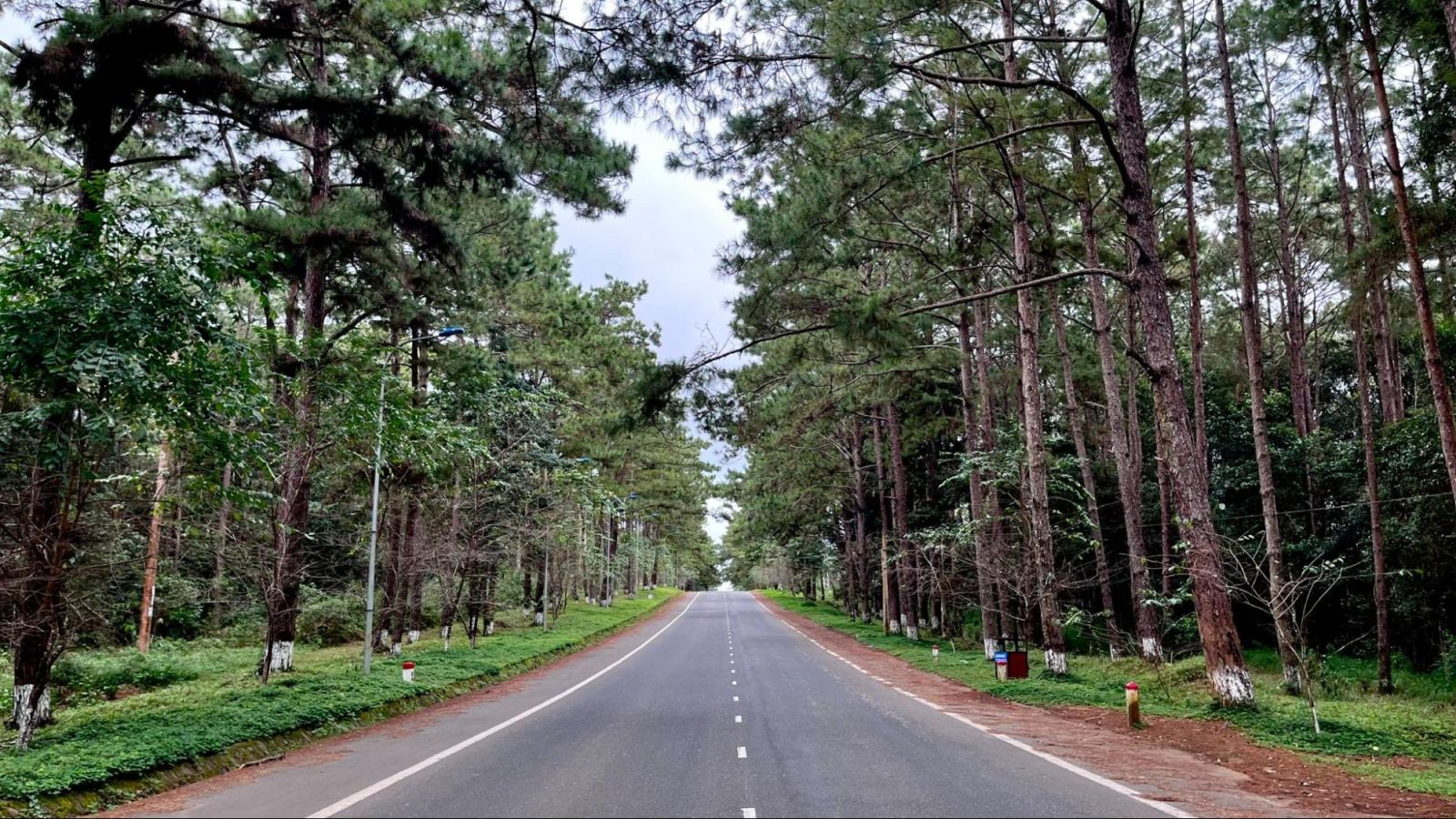 Rừng thông Măng Đen – Khám phá vẻ đẹp nguyên sơ của rừng thông (Ảnh: Internet).