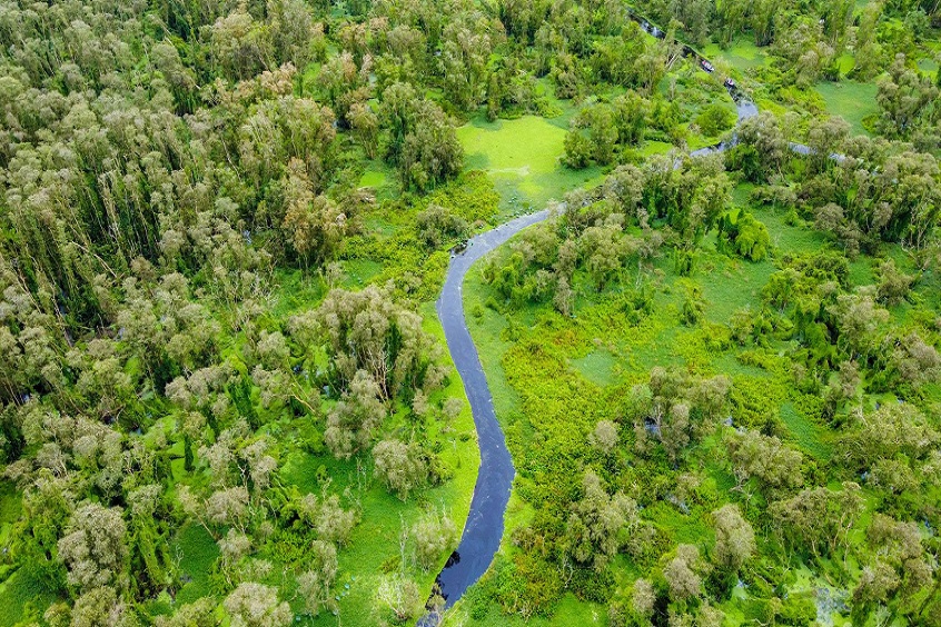 Rừng tràm Trà Sư - Lạc bước giữa thiên nhiên hoang sơ (Ảnh: Internet)
