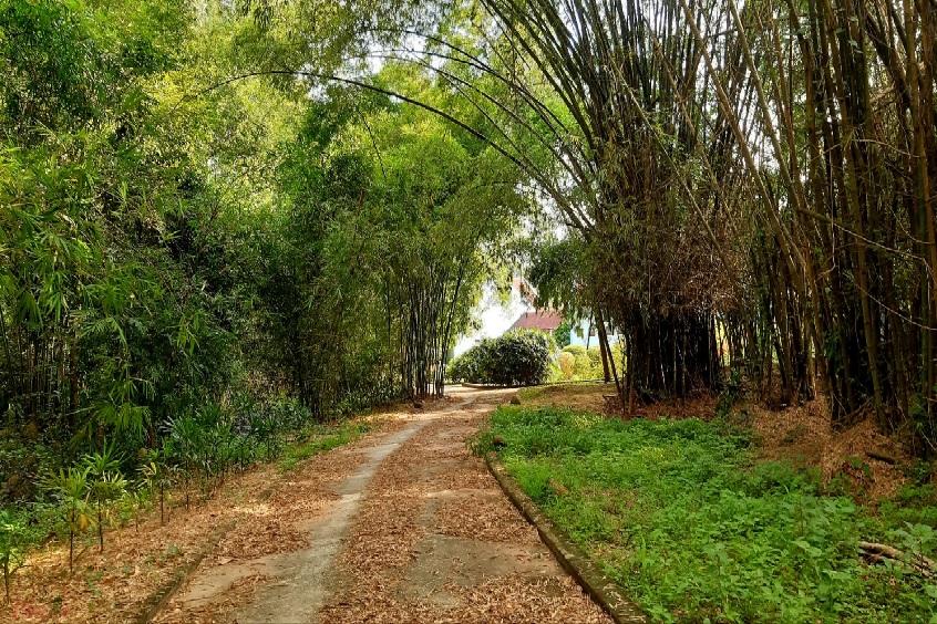 Khám phá Làng tre Phú An - Thiên đường tre xanh tại Bình Dương