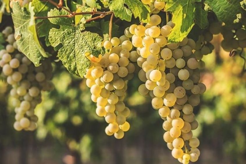 Vườn nho rừng Tây Ninh