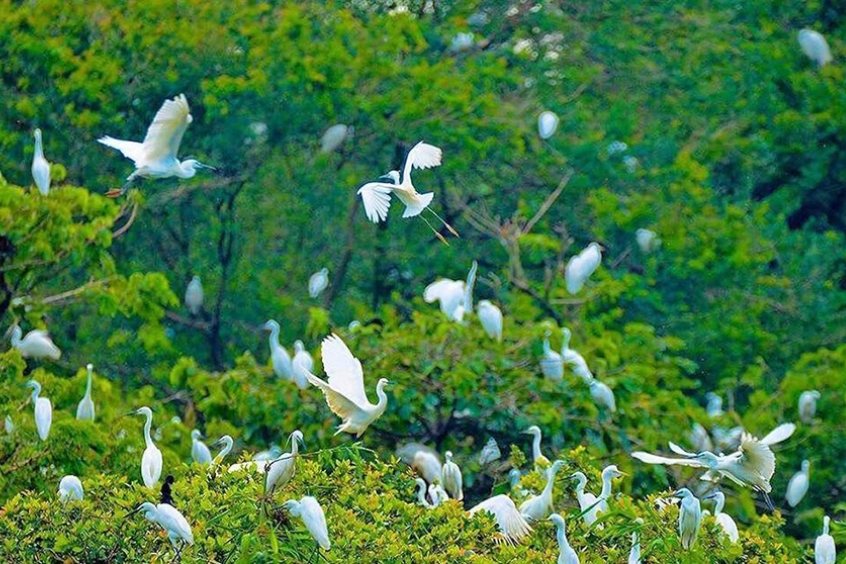 Vườn cò Tư Sự