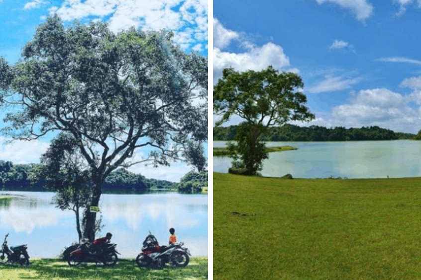 Trảng cỏ bù lạch