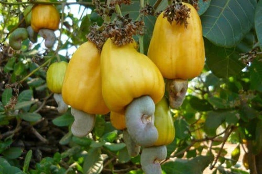 Đặc sản hạt điều 