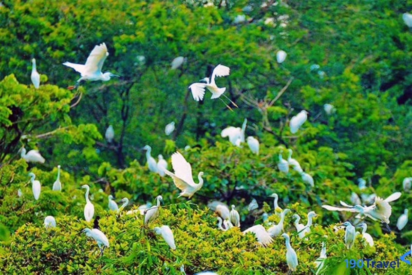  Vườn chim Cà Mau