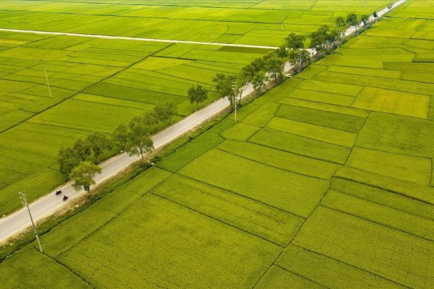 cánh đồng Mường Thanh bát ngát