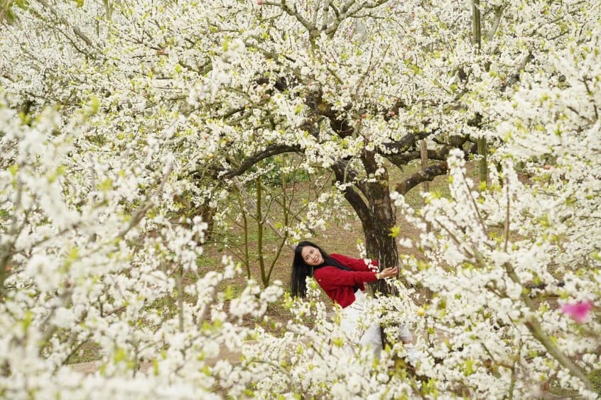 Cánh đồng hoa mận