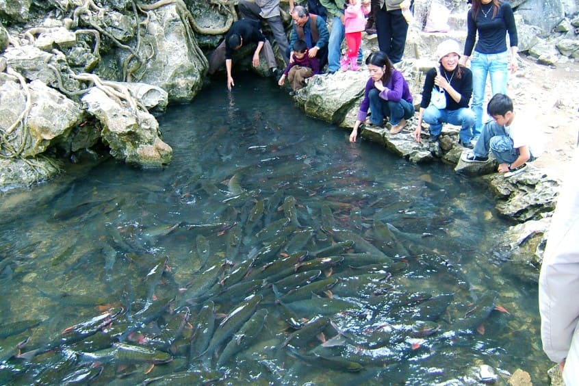 Suối cá thần Cẩm Lương