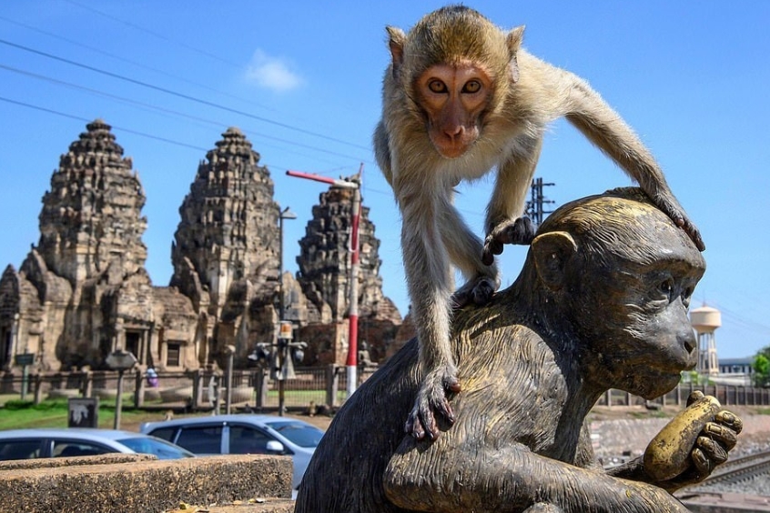 Lễ hội khỉ - Tri ân những chú khỉ đã đóng góp cho du lịch Lopburi