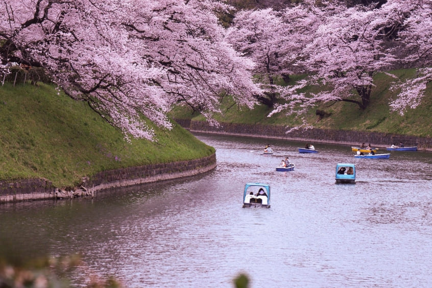 Trải nghiệm Hanami trong tour du lịch Nhật Bản 
