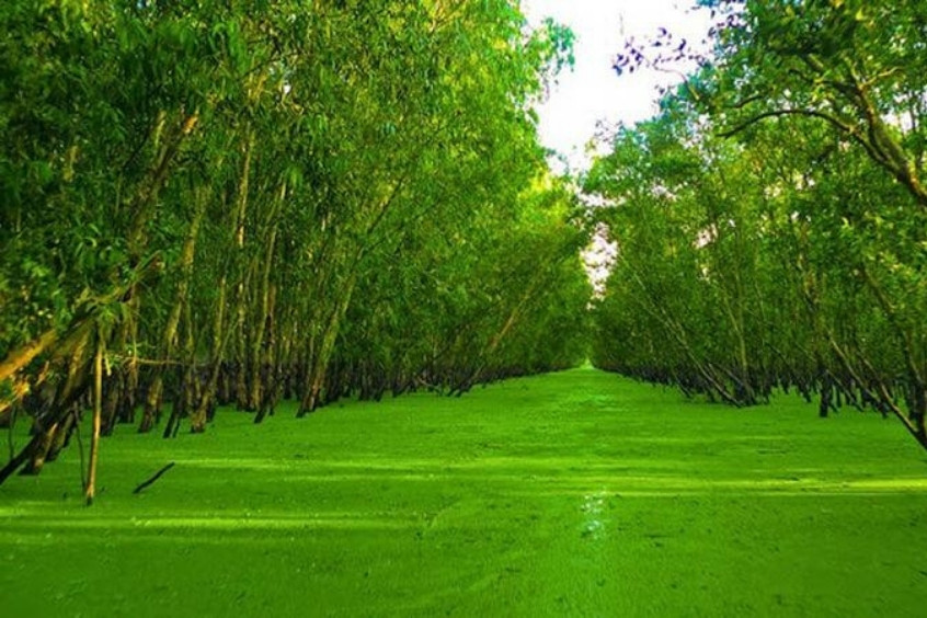 Rừng tràm Trà Sư