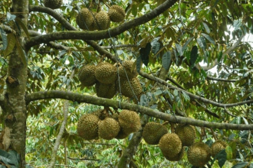 Mùa trái cây lái thiêu