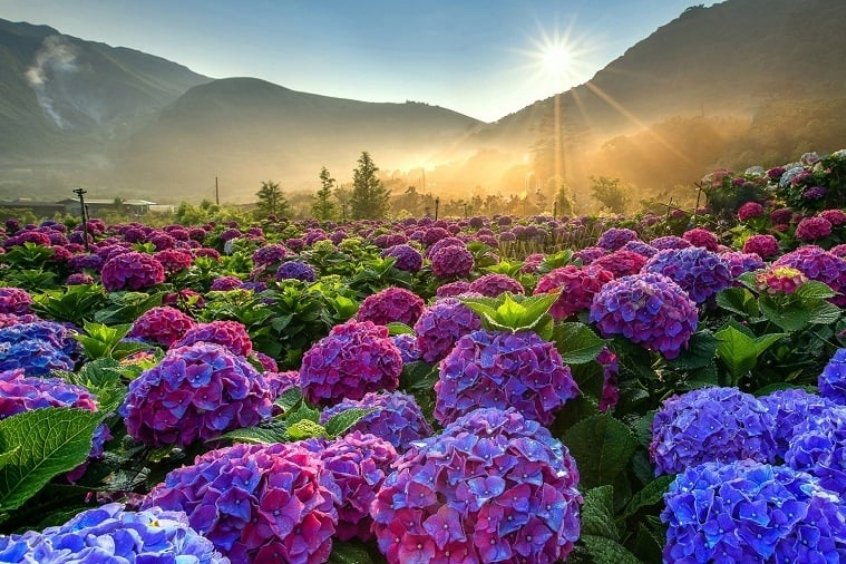 Hoa cẩm tú cầu khoe sắc