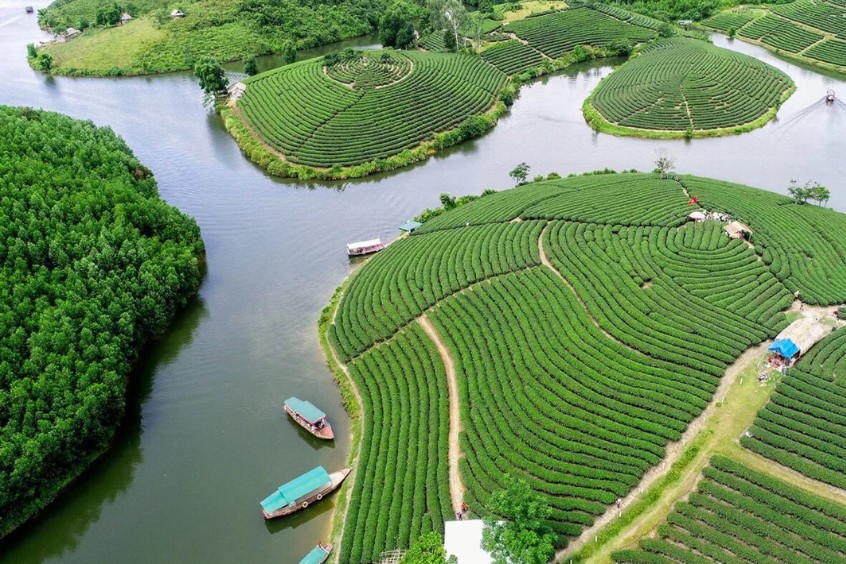 đồi chè thanh chương nghệ 